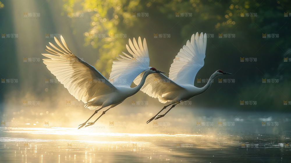 飞鸟湿地栖息鸟类生态水域风景