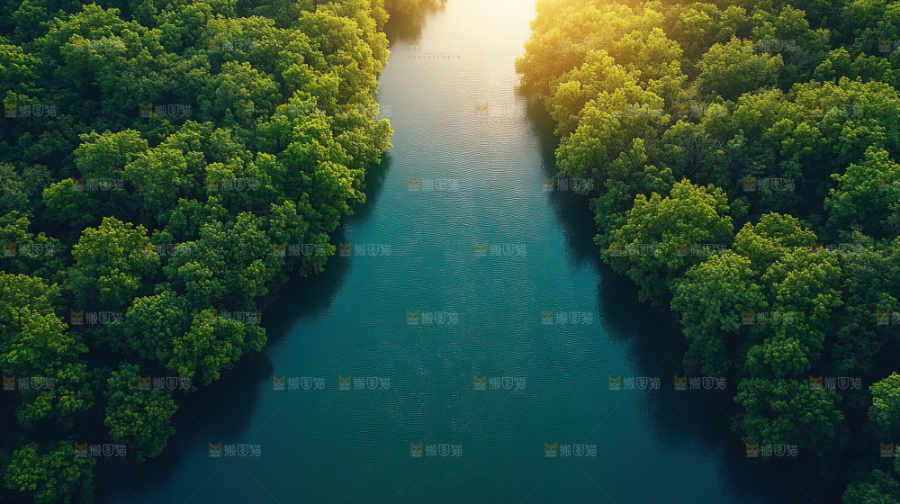 湿地栖息地沼泽自然环境保护区森林绿色