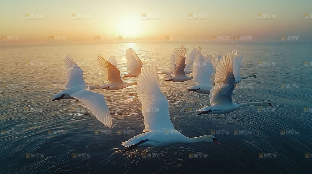 飞鸟湿地栖息鸟类生态水域风景