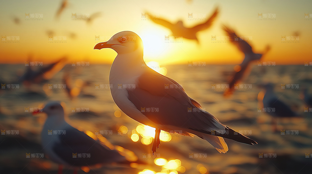 大海 海鸥 纯净 宁静 自然 风景