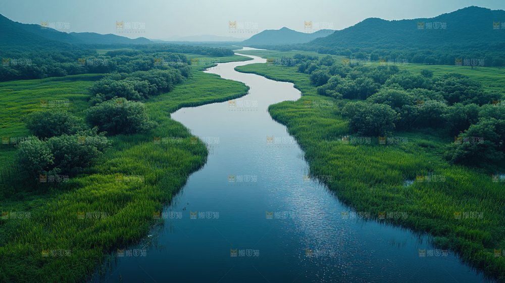 湿地栖息地沼泽自然环境保护区森林绿色