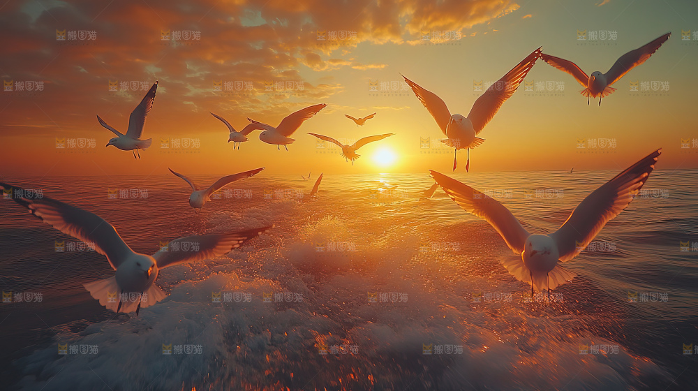 大海 海鸥 纯净 宁静 自然 风景