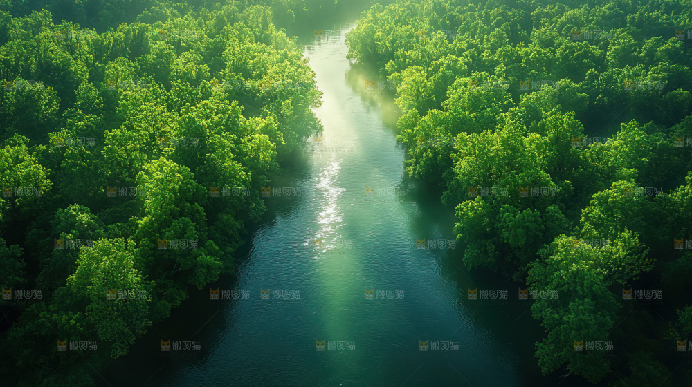 湿地栖息地沼泽自然环境保护区森林绿色