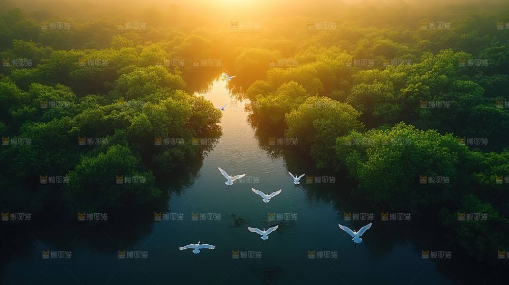 湿地栖息地沼泽自然环境保护区森林绿色