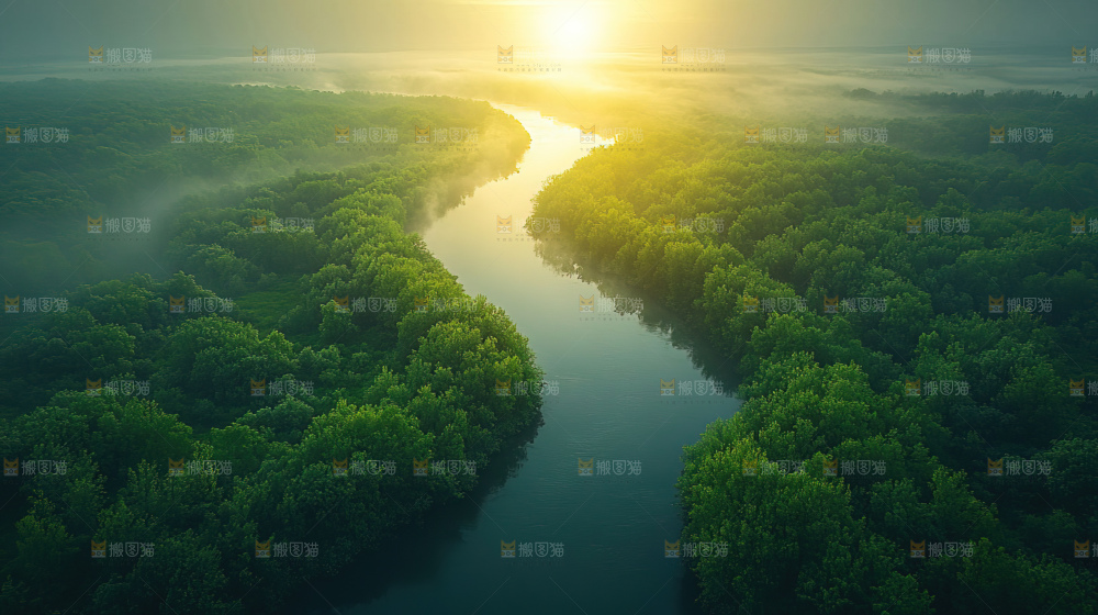 湿地栖息地沼泽自然环境保护区森林绿色