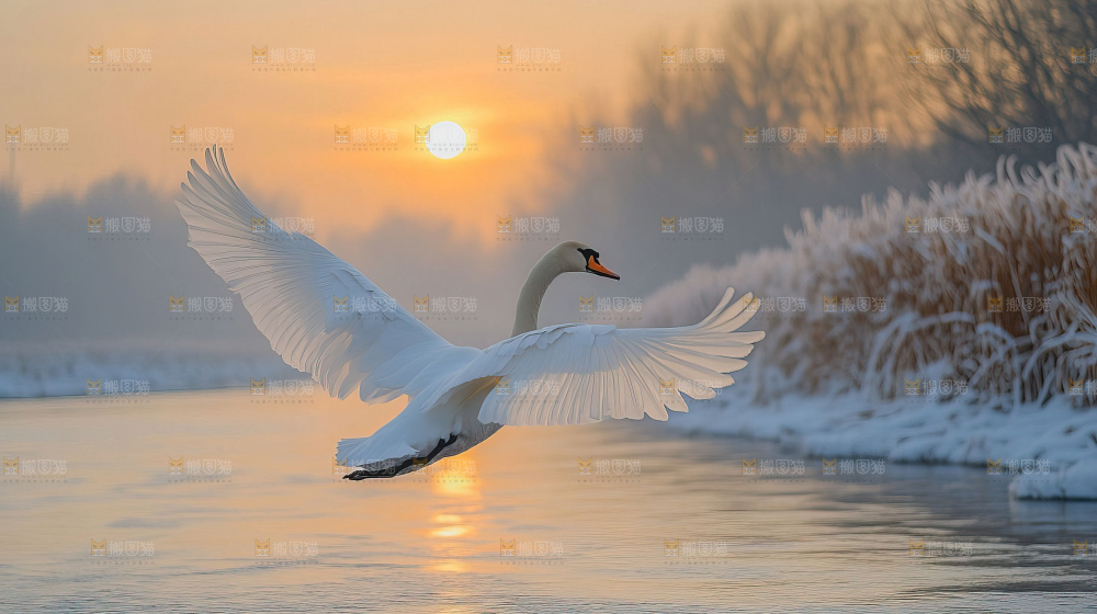 飞鸟湿地栖息鸟类生态水域风景
