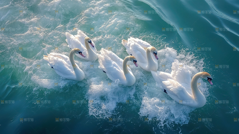 飞鸟湿地栖息鸟类生态水域风景