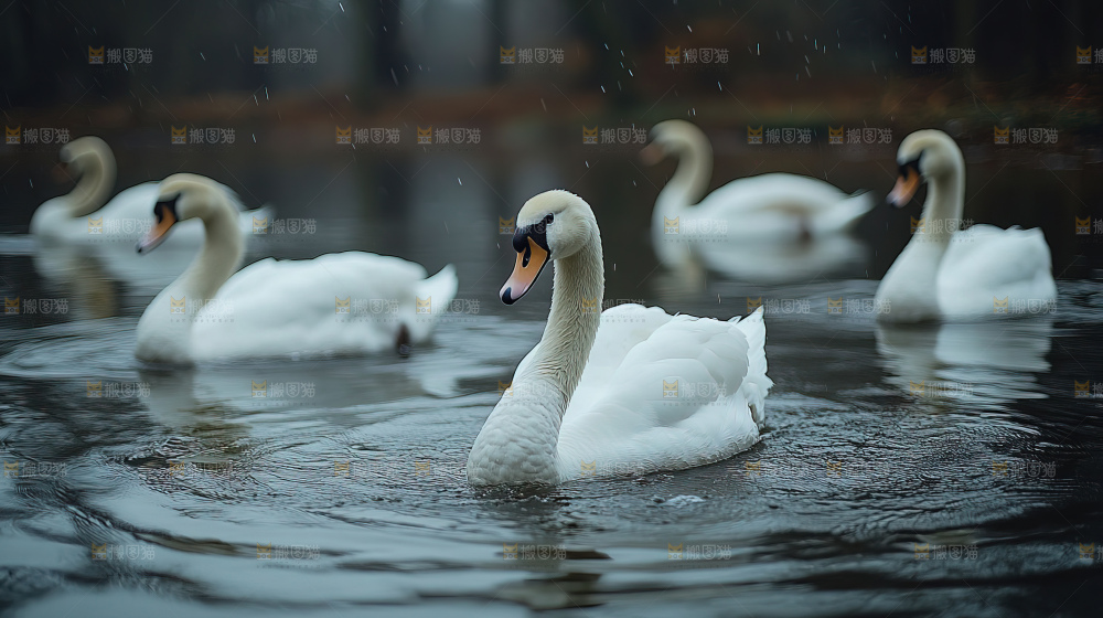 飞鸟湿地栖息鸟类生态水域风景