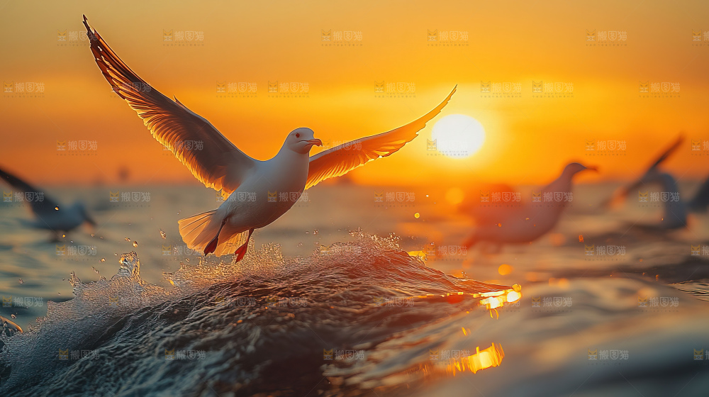 大海 海鸥 纯净 宁静 自然 风景