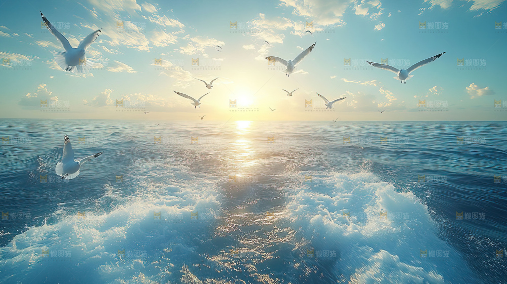 大海 海鸥 纯净 宁静 自然 风景