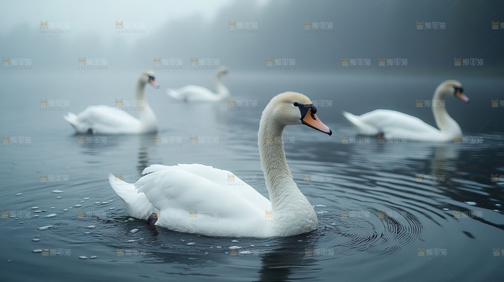 飞鸟湿地栖息鸟类生态水域风景