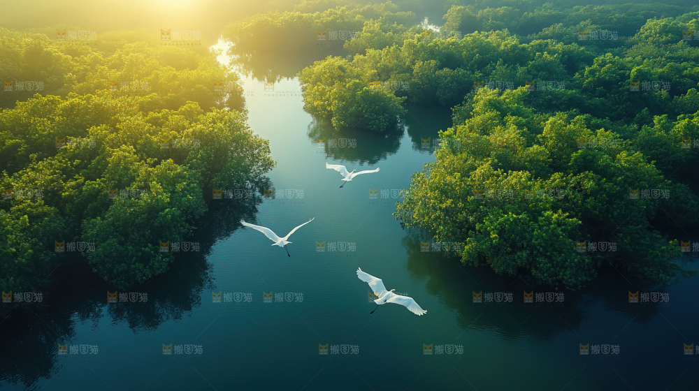 湿地栖息地沼泽自然环境保护区森林绿色
