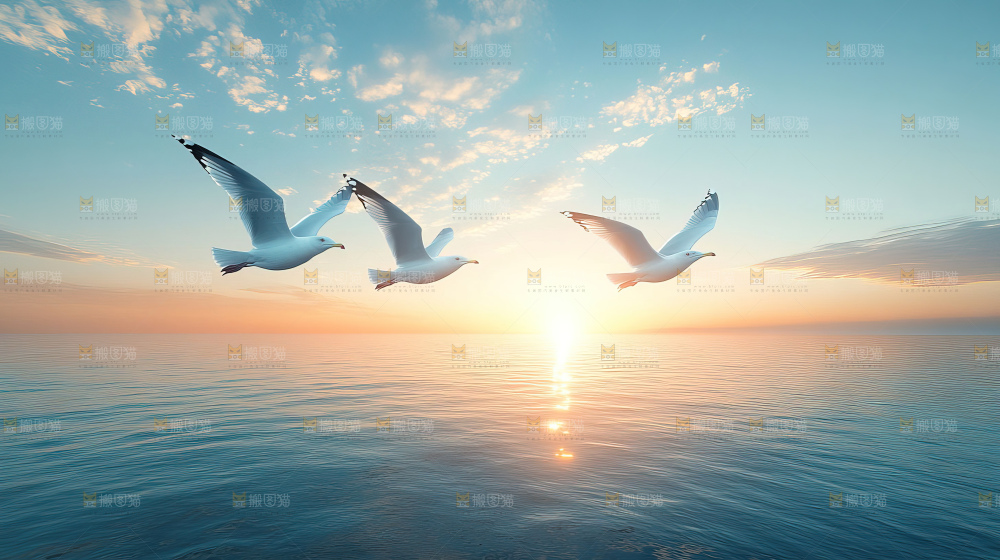 大海 海鸥 纯净 宁静 自然 风景