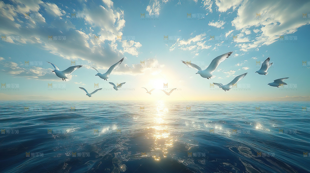 大海 海鸥 纯净 宁静 自然 风景