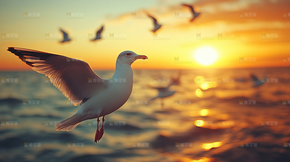 大海 海鸥 纯净 宁静 自然 风景
