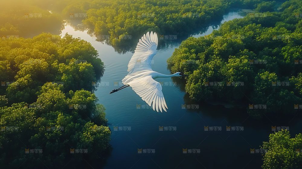 湿地栖息地沼泽自然环境保护区森林绿色