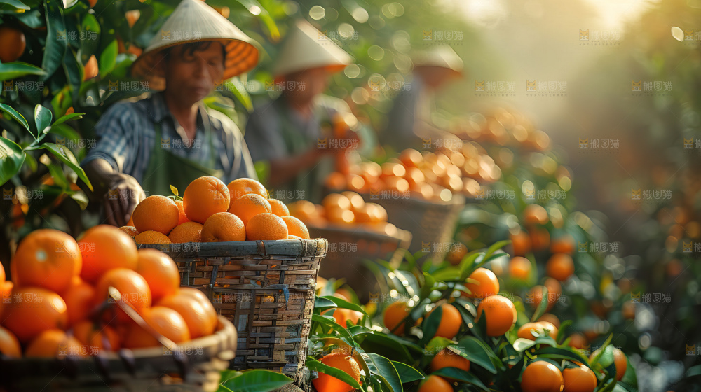 橘子园柑橘果园采摘硕果累累三农