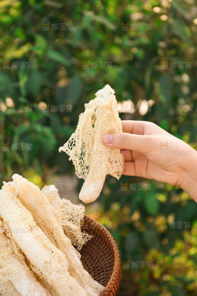竹荪