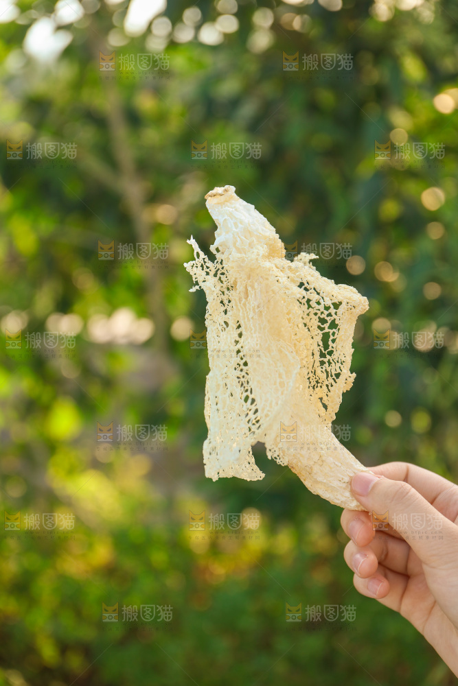 竹荪