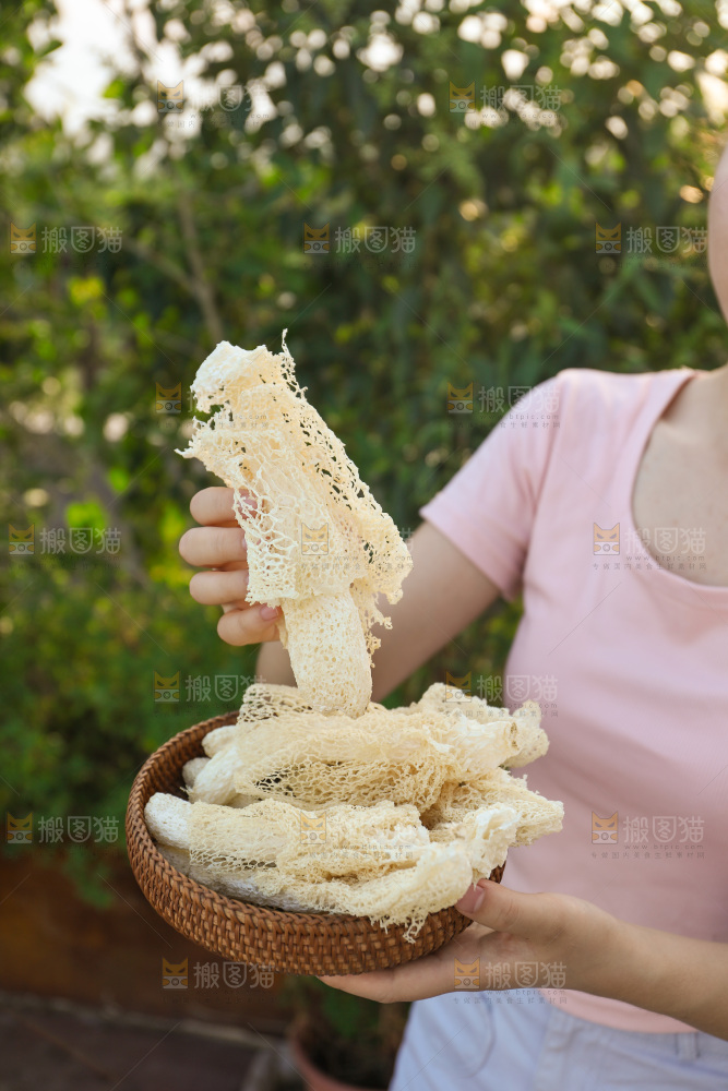 竹荪