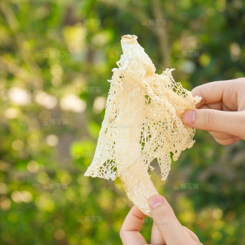 竹荪