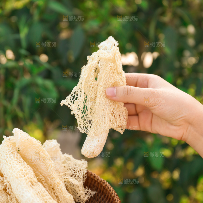 竹荪