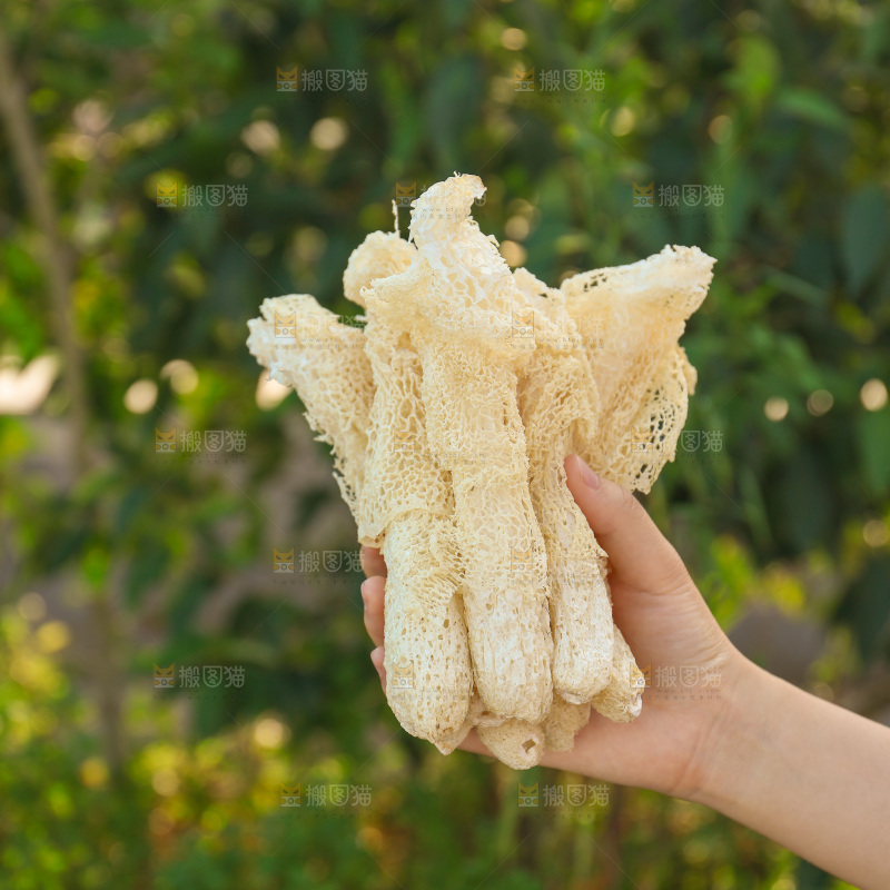 竹荪
