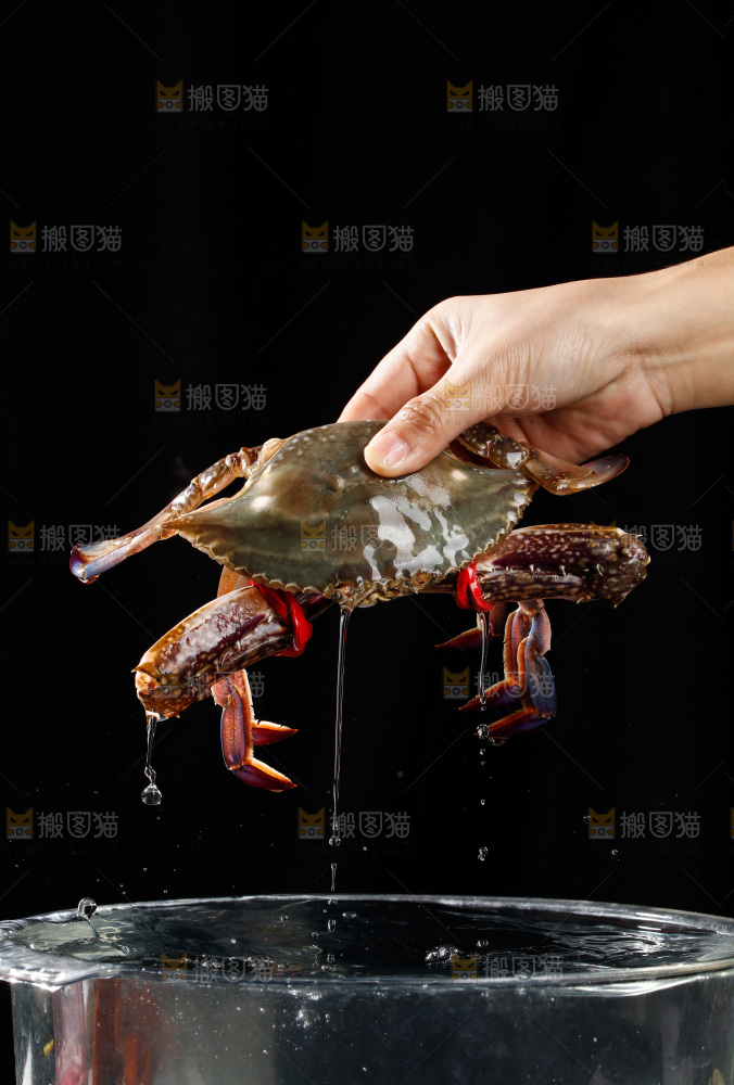 梭子蟹