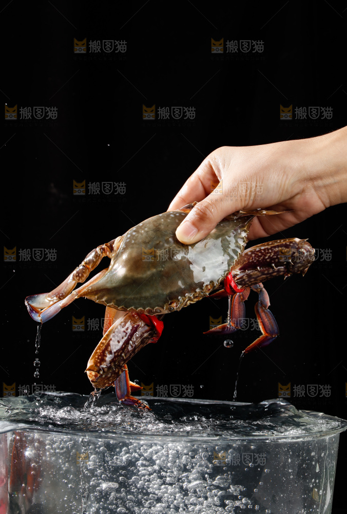 梭子蟹