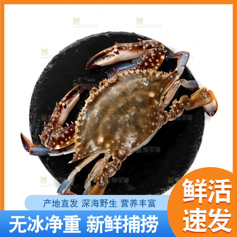 梭子蟹