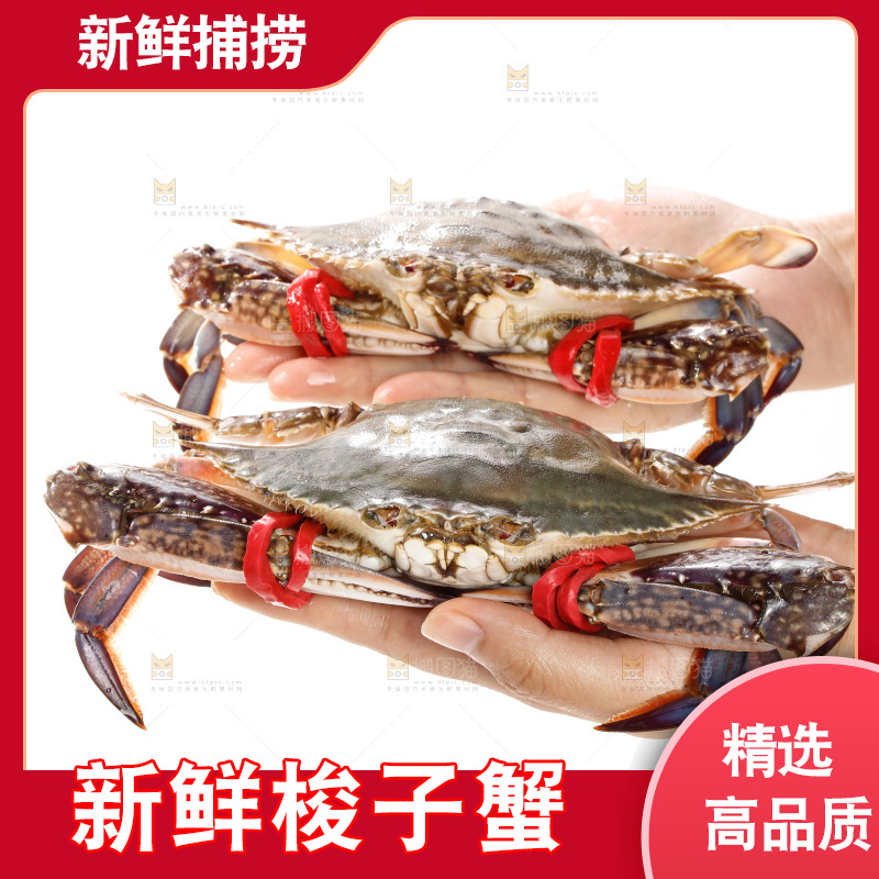 梭子蟹