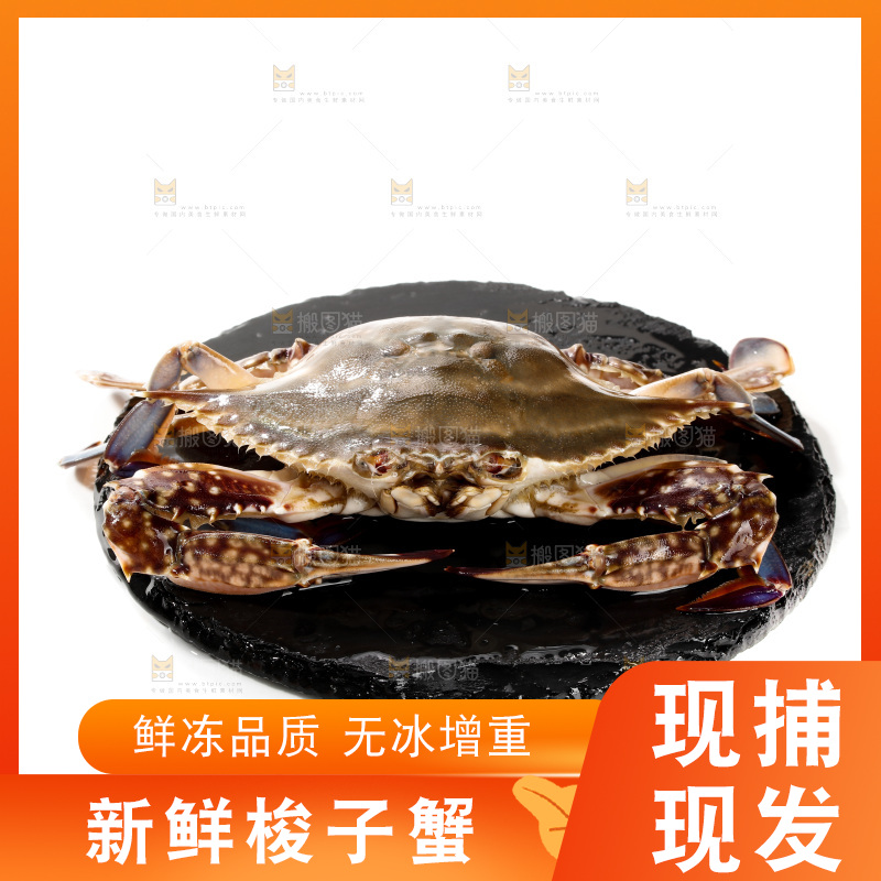 梭子蟹