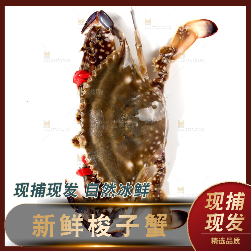 梭子蟹