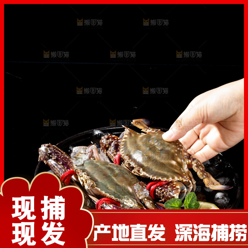 梭子蟹