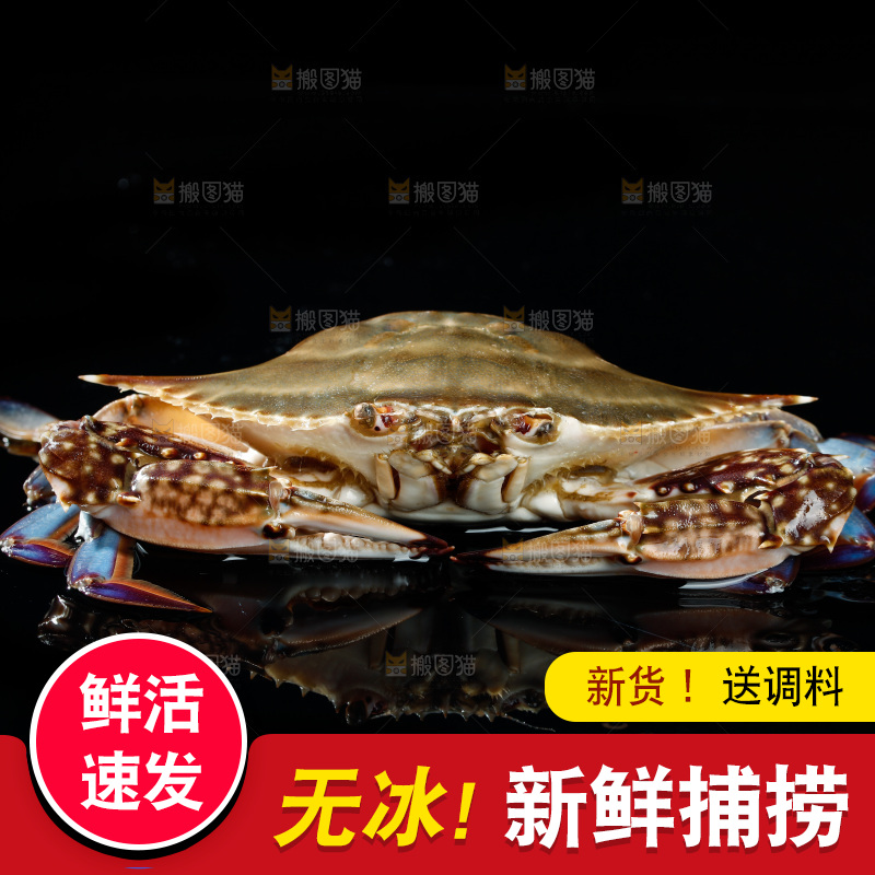 梭子蟹