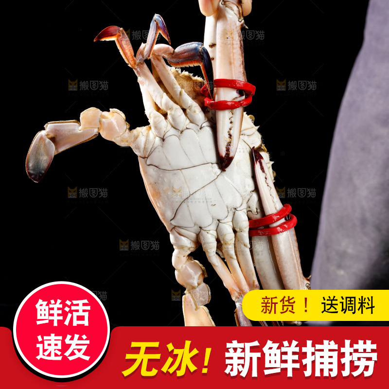 梭子蟹