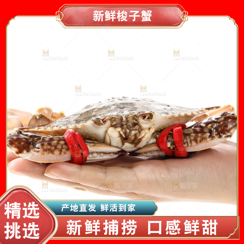 梭子蟹