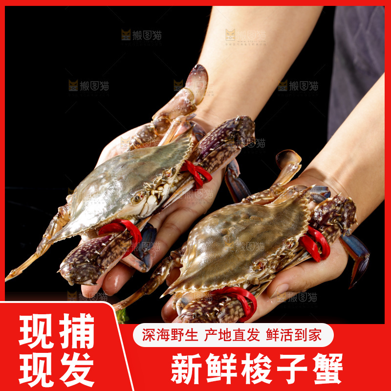 梭子蟹