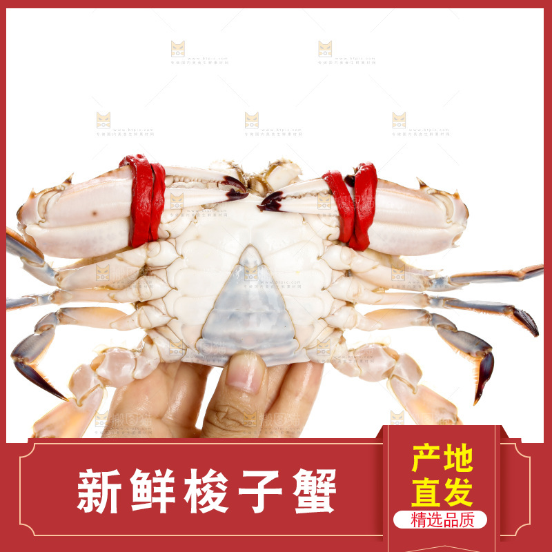 梭子蟹