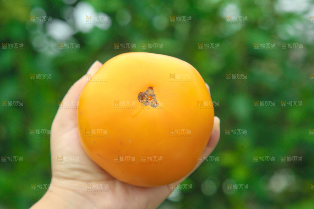 五原黄柿子