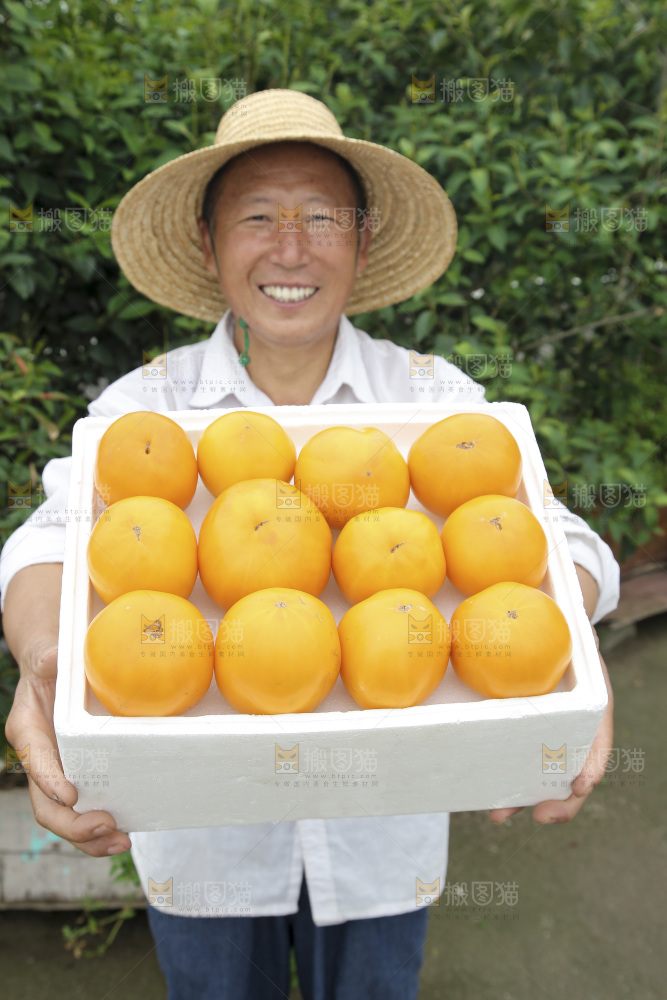 五原黄柿子
