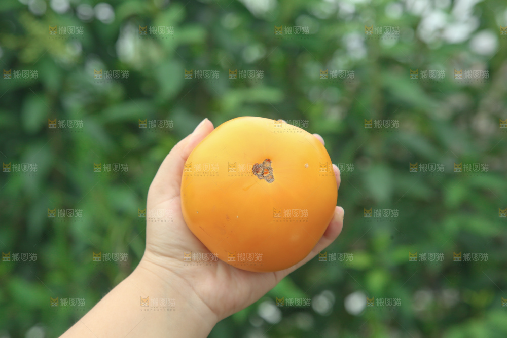 五原黄柿子
