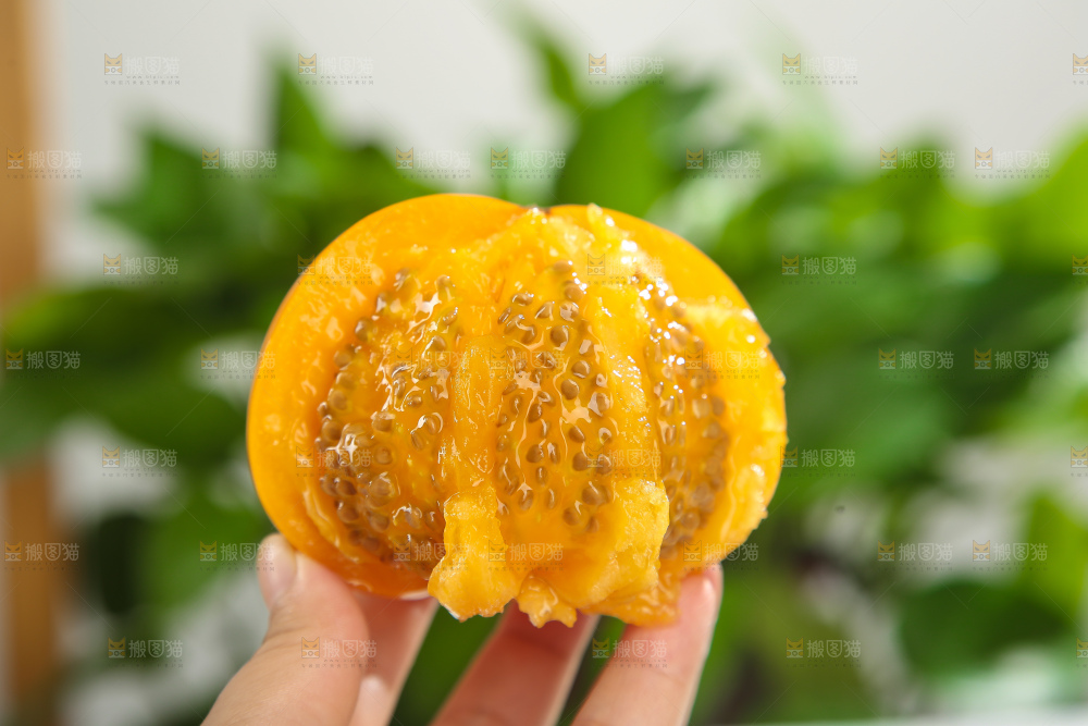 五原黄柿子