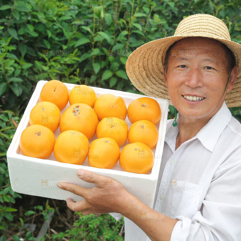 五原黄柿子