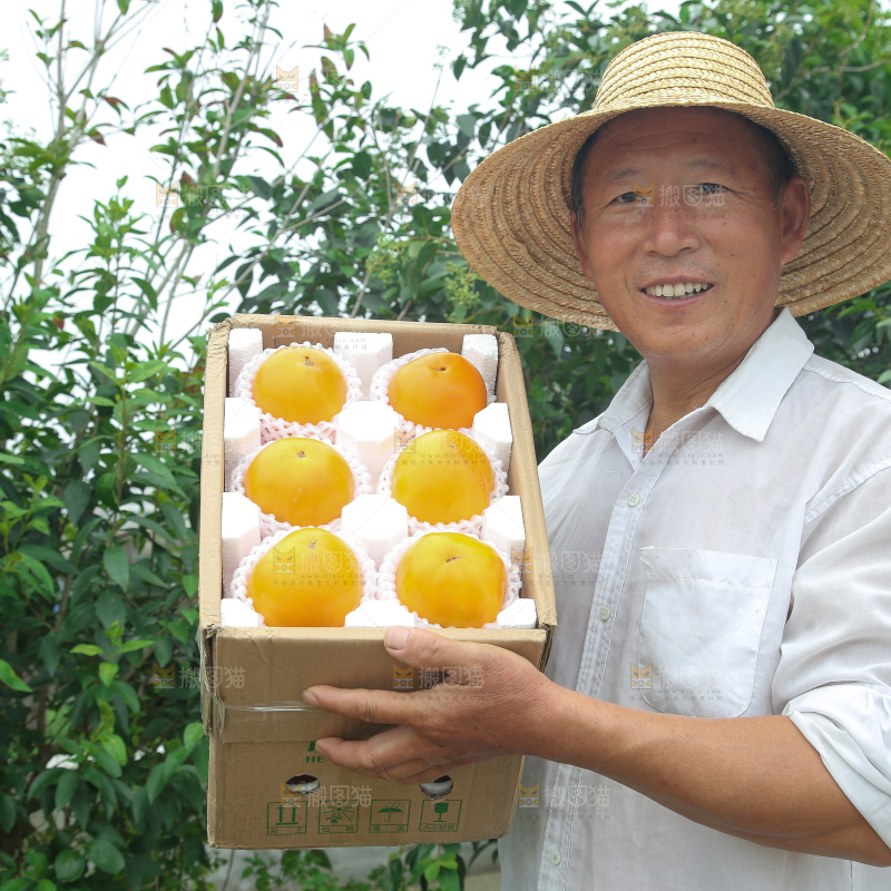 五原黄柿子
