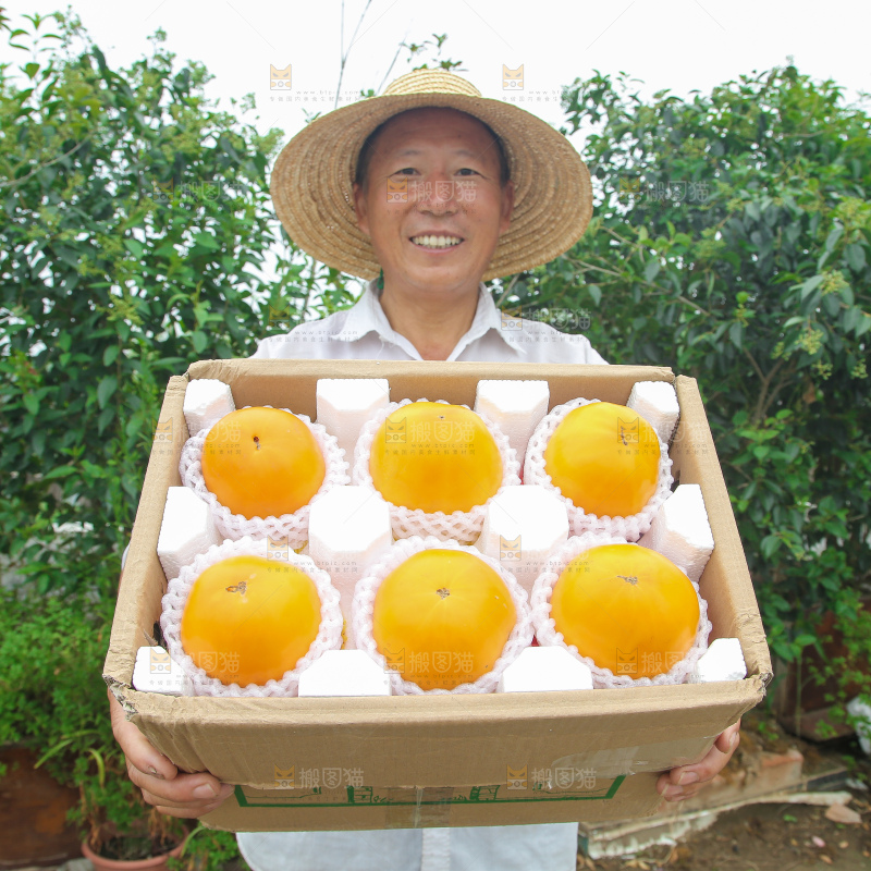 五原黄柿子