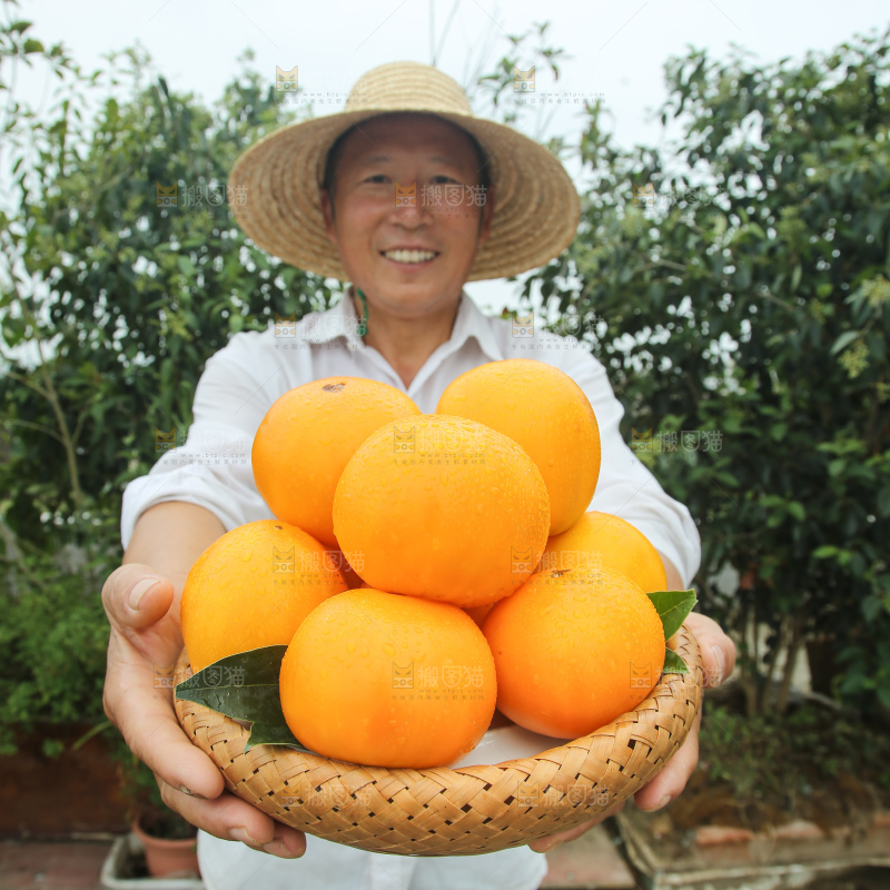 五原黄柿子