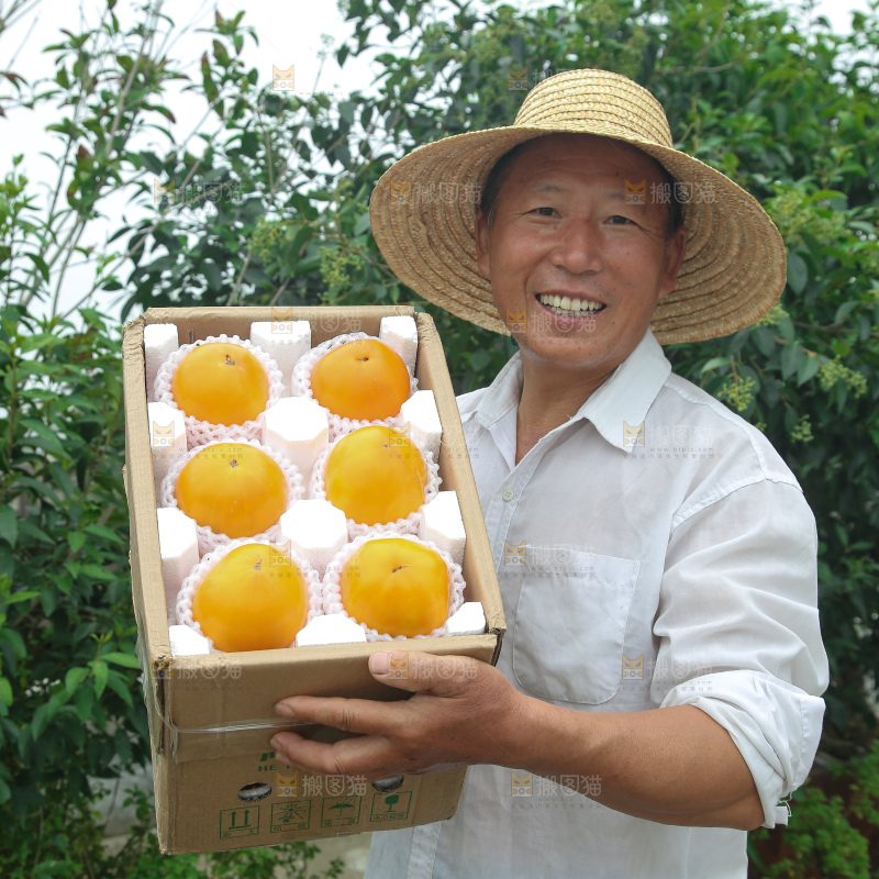 五原黄柿子