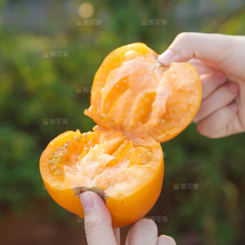 五原黄柿子