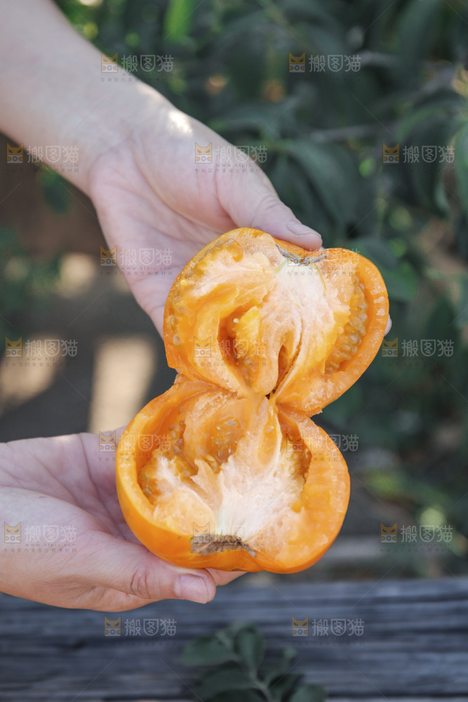 五原黄柿子